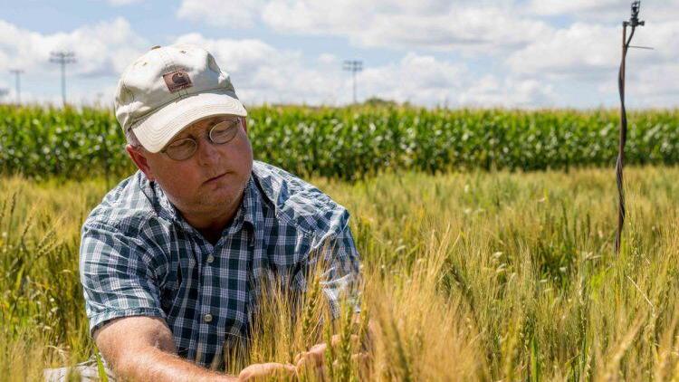 Breeders find new weapon to fight wheat scab